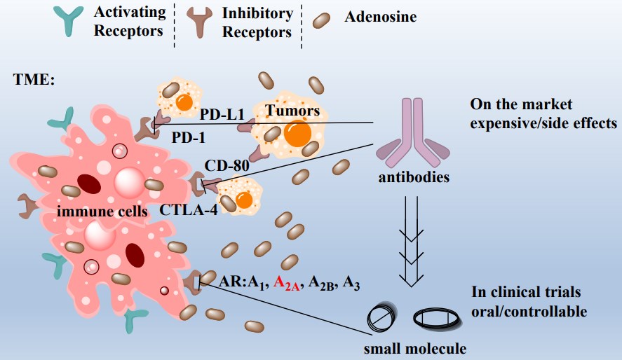Immune checkpoint signaling pathways in the TME and relevant intervention strategies for cancer immunotherapy.