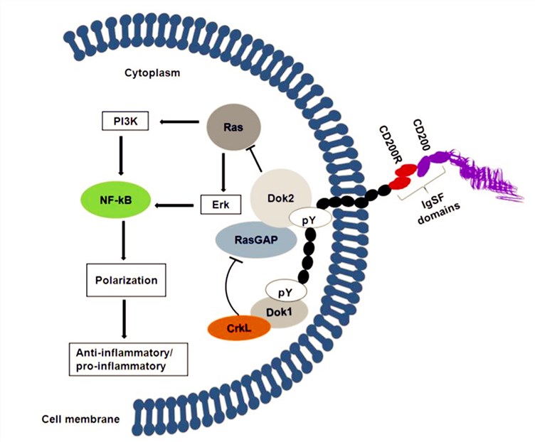 Molecular mechanisms of CD200-CD200R signaling.