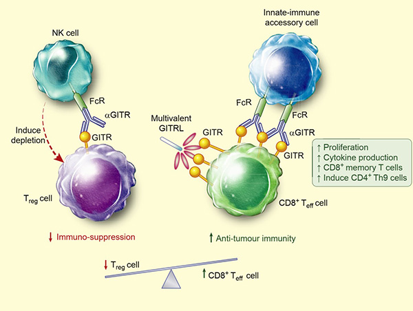 Model for GITR modulation of anti-tumor immunity.