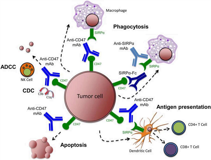 Targeting the CD47-SIRPα pathway in cancer.