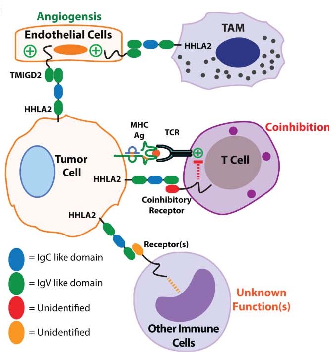 A proposed model for the roles of HHLA2 and TMIGD2 within the tumor microenvironment.