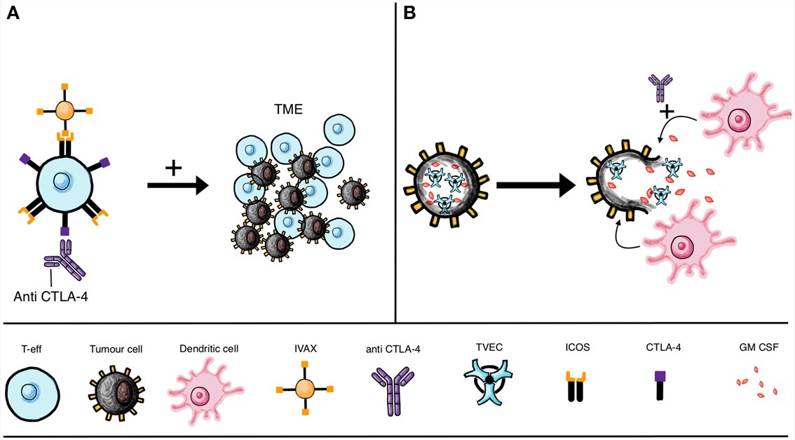 IVAX vaccine and oncolytic viruses combined with checkpoint blockade.