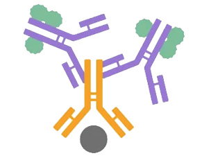Engineering-and-Optimization-of-Immune-Checkpoint-Antibody-1.jpg