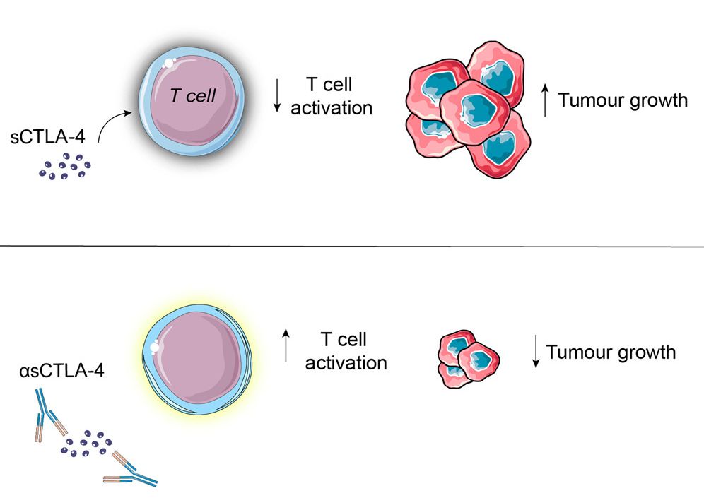 Targeting sCTLA-4 promises to enhance checkpoint blockade cancer immunotherapy. (Kennedy, Paul T., et al., 2024)