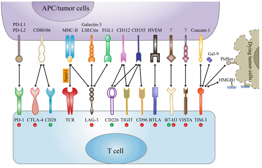 Immune checkpoint inhibitors in cancer treatment.