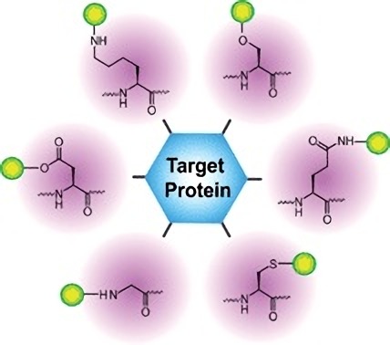 Site-specific protein labeling.