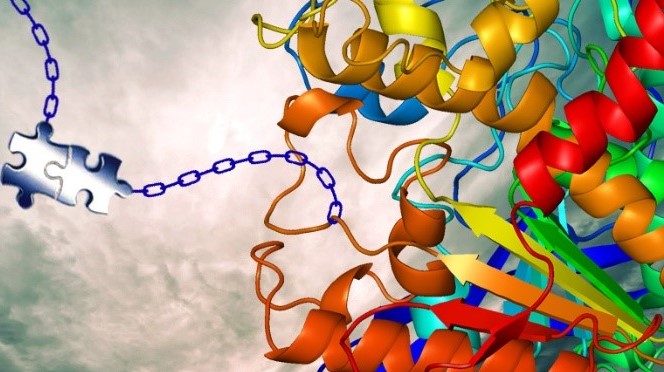 Custom Immune Checkpoint Protein Development-2