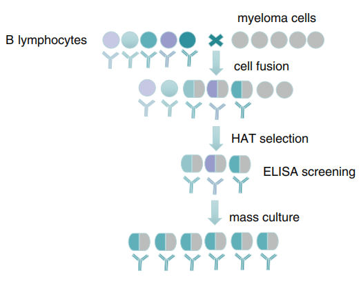 Hybridoma technology.