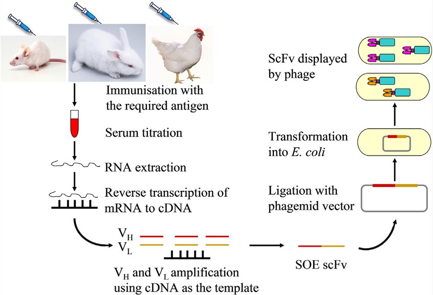 Illustration of scFv library generation.