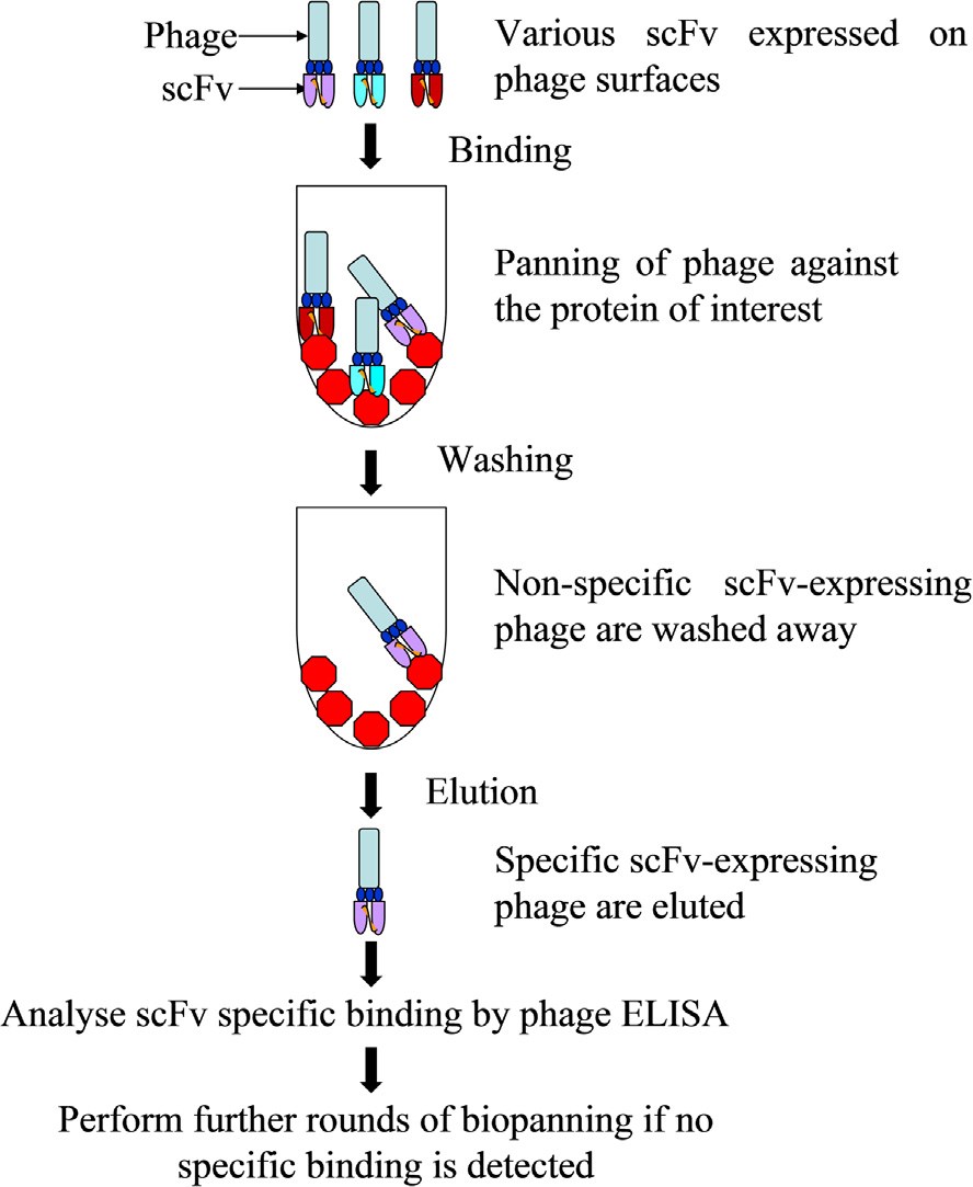 Illustration of a typical panning cycle.