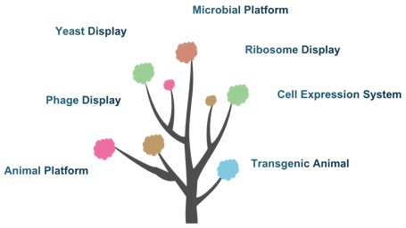 Custom Immune Checkpoint Antibody Fragment Discovery and Development