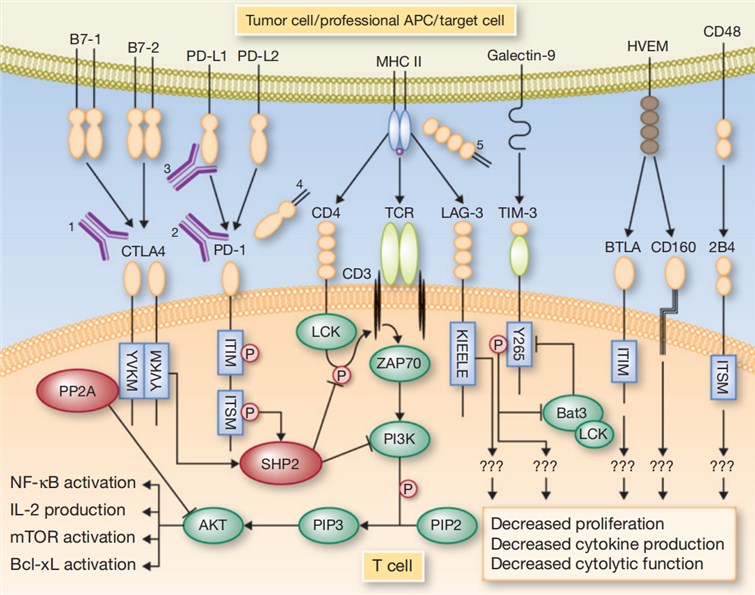 Immune checkpoint molecules and their signaling pathways.
