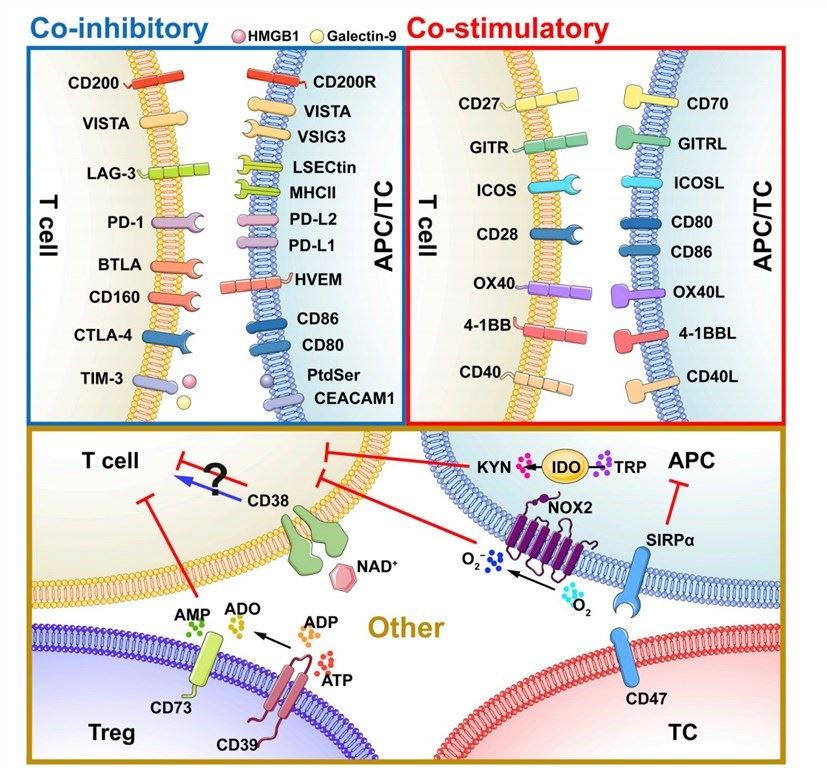 Immune checkpoint pathways.