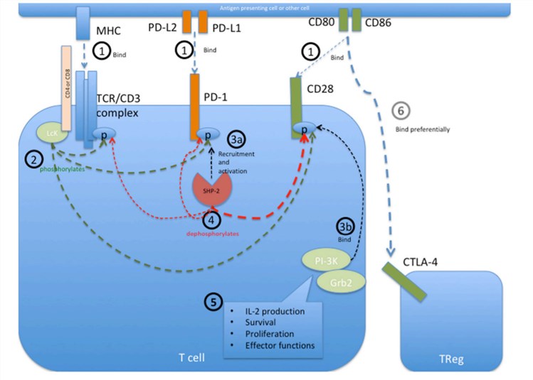 Programmed cell death protein 1 (PD-1) mediated intracellular signaling events during T cell activation. 