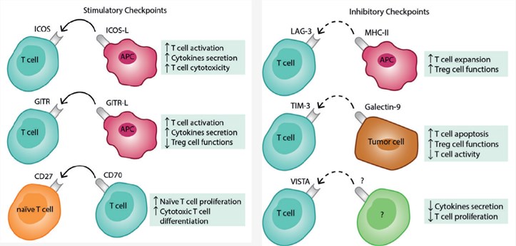 Main stimulatory and inhibitory checkpoints and principal regulatory function.