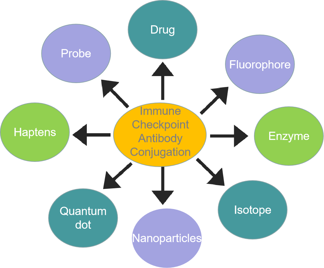 Immune Checkpoint Antibody Conjugation