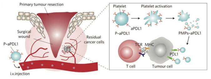 Anti-PD-L1 antibodies for cancer immunotherapy.