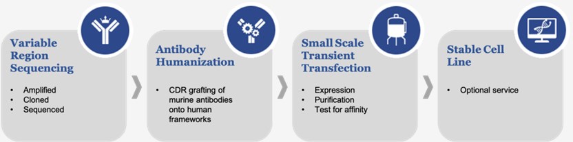 Immune Checkpoint Antibody Humanization