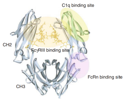 Design approaches to modulate Fc effector functions of therapeutic antibodies