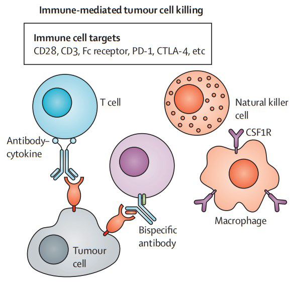 Multifunctional antibodies targeted tumor and tumor microenvironment.
