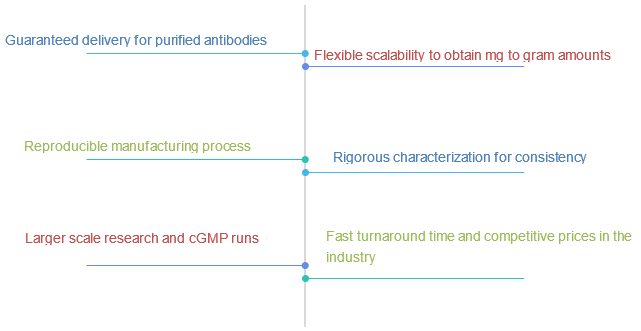 Immune Checkpoint Antibody Large-scale Production