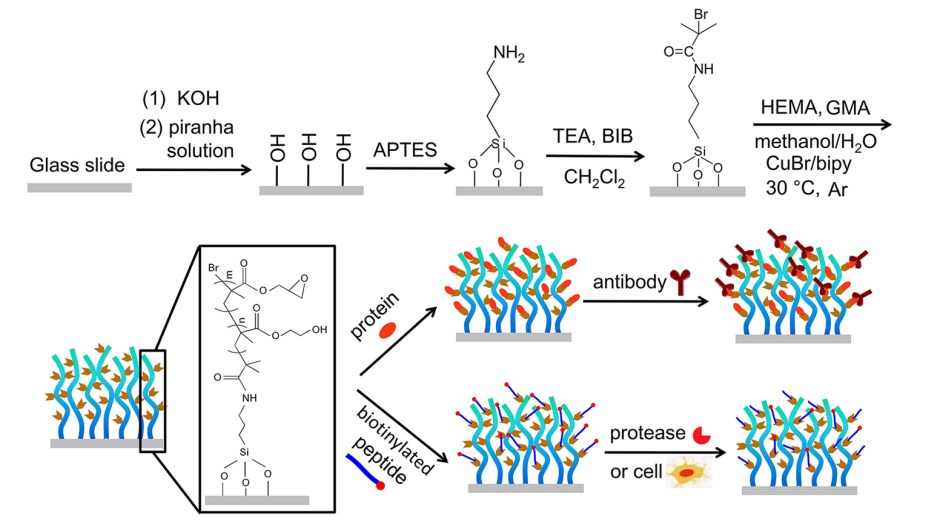 Preparation of peptides via peptide microarray.