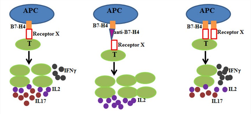 B7-H4 is a co-inhibitory molecule on APC (blue) and interacts with its unknown receptor (receptor X) on T cells (green) to deliver negative signaling during T cell activation. 