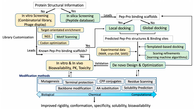 A modular view of the peptide drug development cycle. 