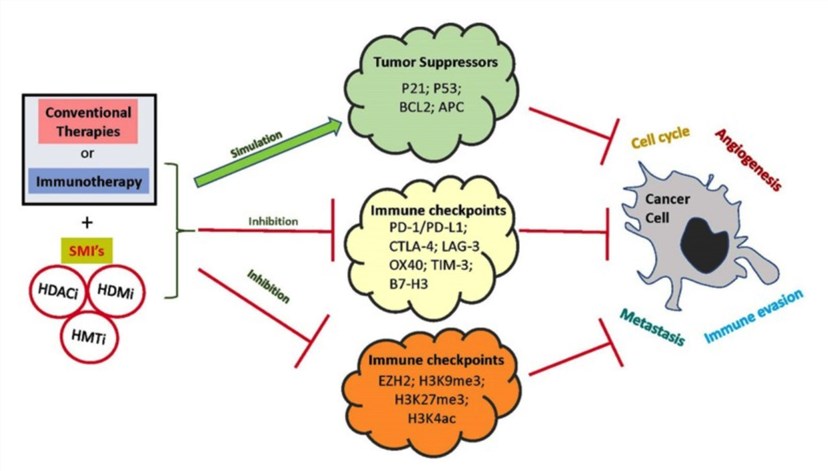 The potential benefits of SMIs in immune checkpoints.