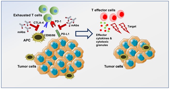 Immune checkpoint blockade for T-cell activation.