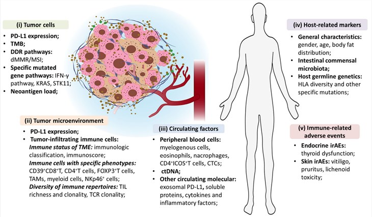 An overview of predictive biomarkers for immune checkpoint inhibitor efficacy.