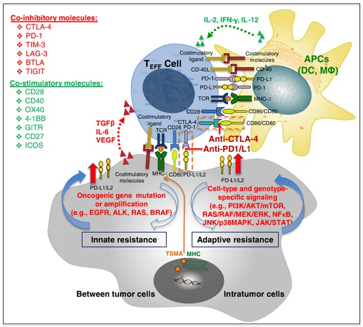 Schema interaction between tumor and immune cells.