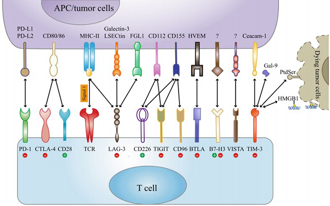 Current and emerging immune checkpoint receptors and their respective ligands.