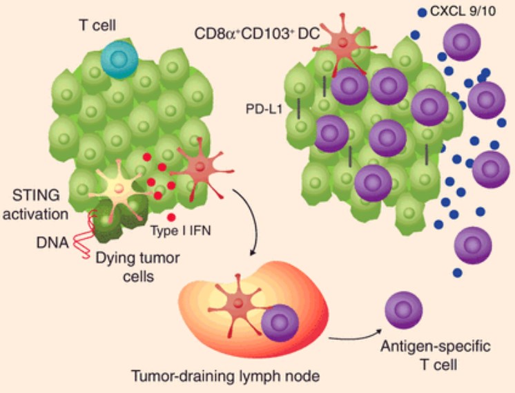 Development of a spontaneous antitumor response and a T cell-inflamed tumor microenvironment.
