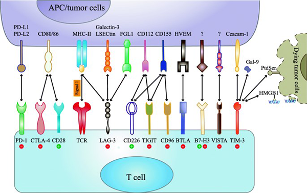 Current and emerging immune checkpoint receptors and their respective ligands.