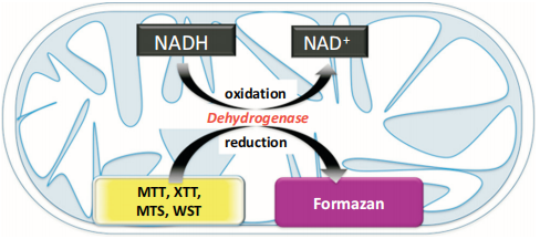 MTT assay.