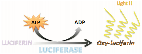 The principle of ATP assay.