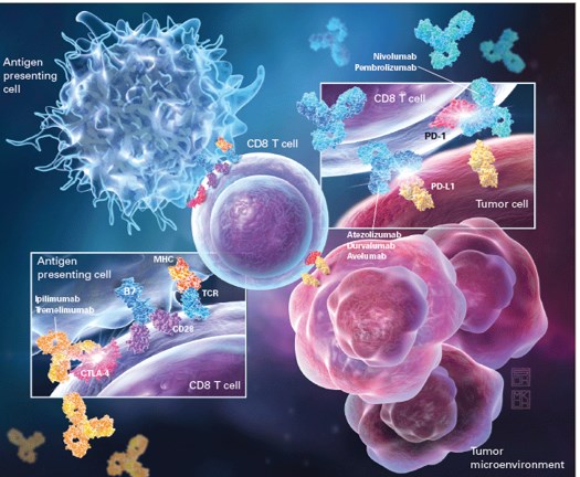 Immune checkpoint inhibition mechanisms of action relevant to lung cancer immunotherapy.