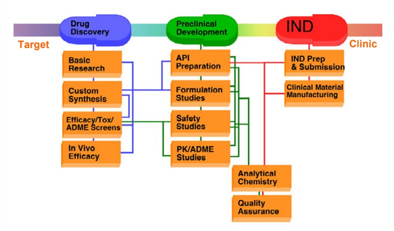 Preclinical drug development stages.