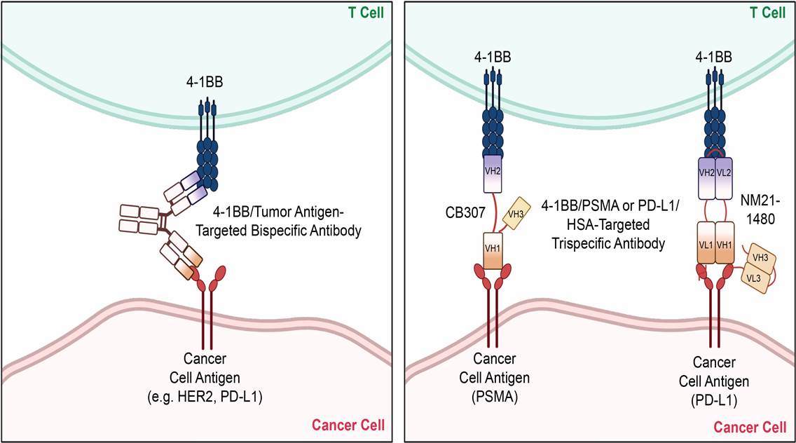 4-1BB is an important tumor intervention target. (Kim, et al., 2022)