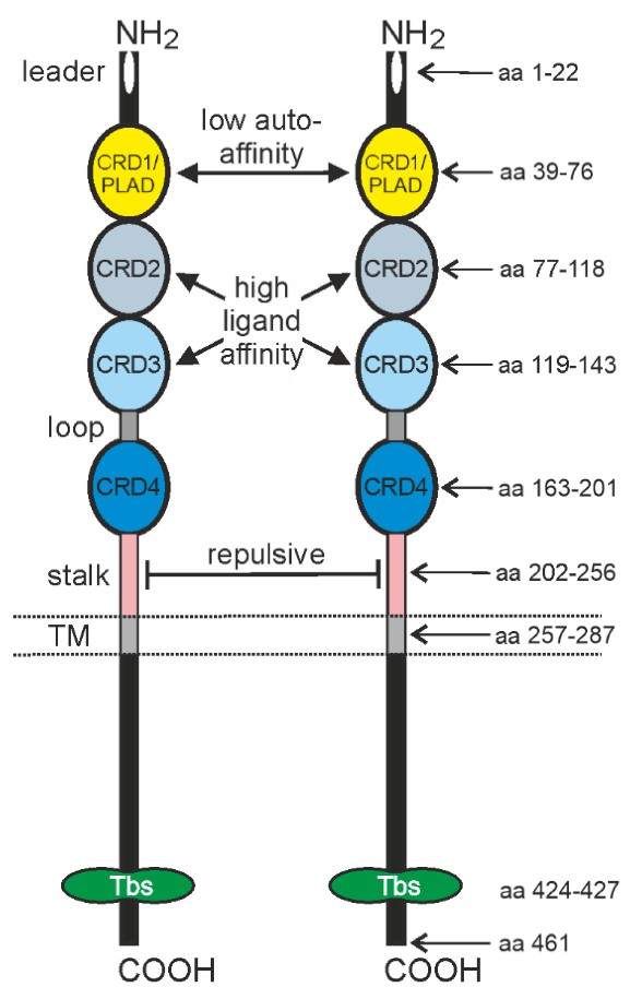 Domain architecture of TNFR2. (Medler, et al., 2022)