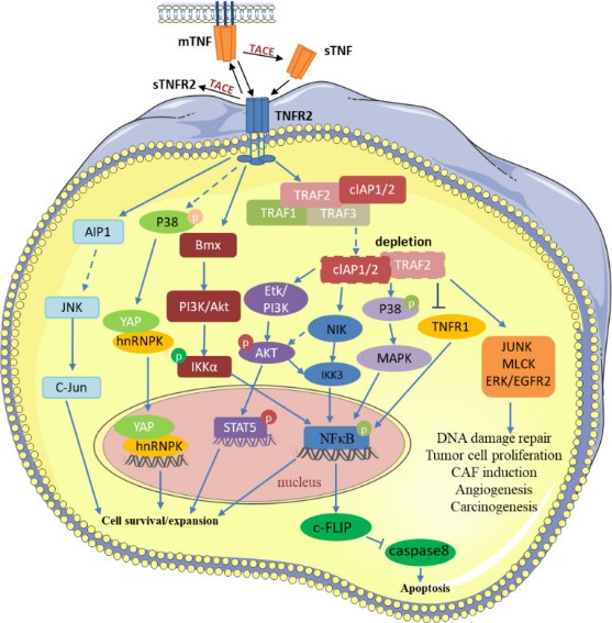 TNFR2 related signaling pathways in the tumor. (Li, et al., 2022)