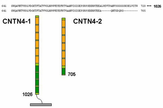 Structure of CNTN4 isoforms. (Zuko, et al., 2011)