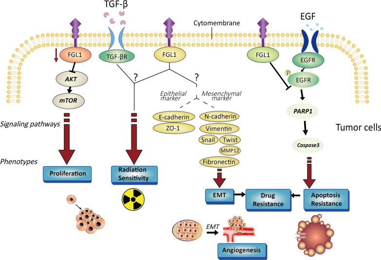 Characterization of tumor cells controlled by FGL1. (Qian, et al., 2021)