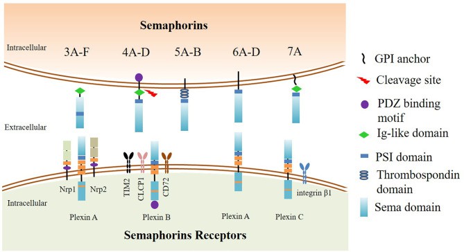 Semaphorins and their receptors: categorization and structure. (Jiang, et al, 2022)