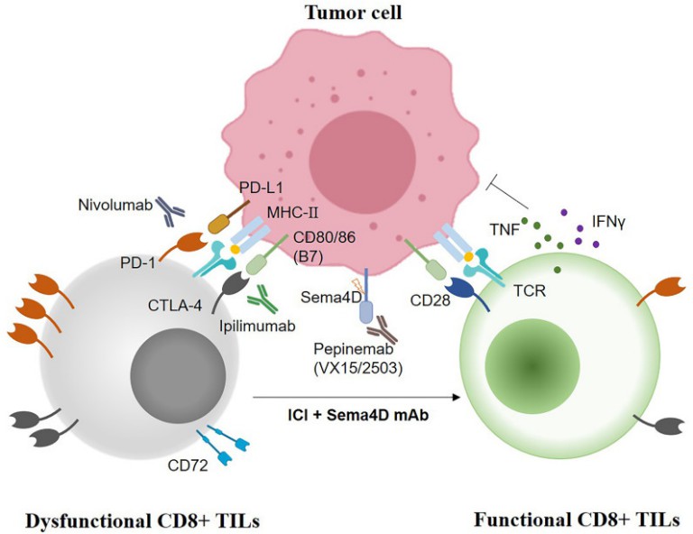 Combination Immunotherapy of SEMA4D mAb. (Jiang, et al, 2022)