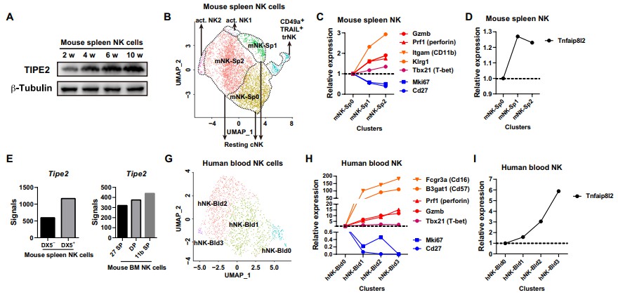 TIPE2 expression in mice and humans correlates with NK cell maturation. (Bi, et al., 2021)