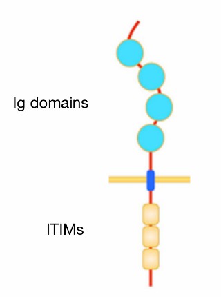 Domain structure of LILRB2. (Deng, et al., 2021)