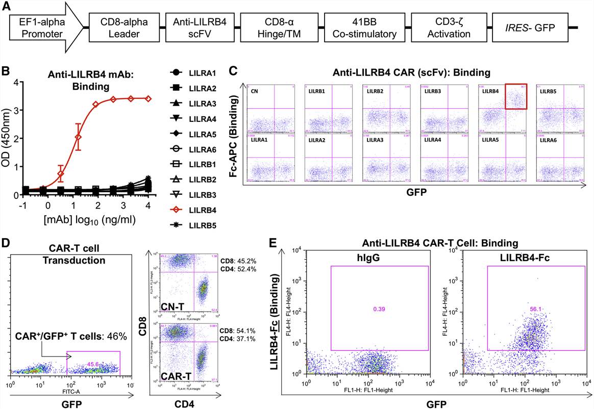 Specific binding of primary human t cells transduced with anti-LILRB4 CAR to the target LILRB4 protein. (John, et al., 2018)