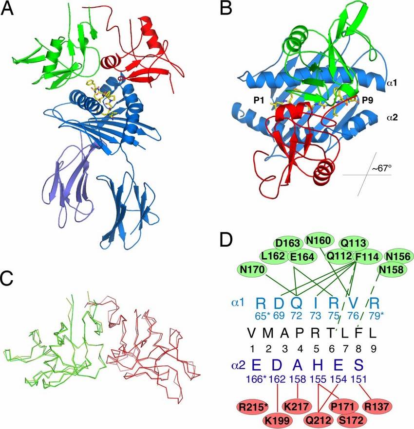 Structural insight into the complex formed by NKG2A, CD94, and HLA-E. (Kaiser, et al., 2008)